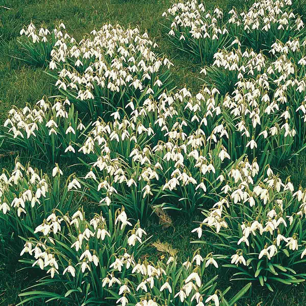 Snowdrops - Image 12