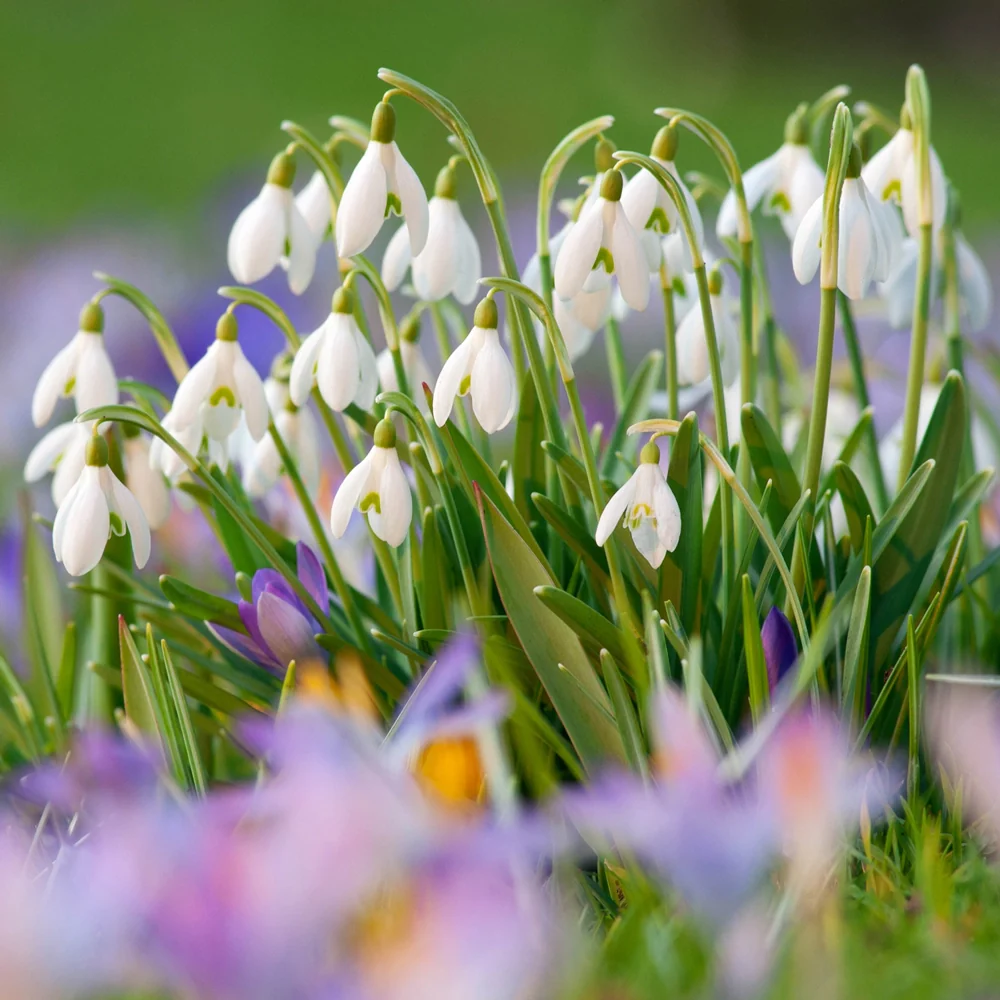 Snowdrops - Image 6