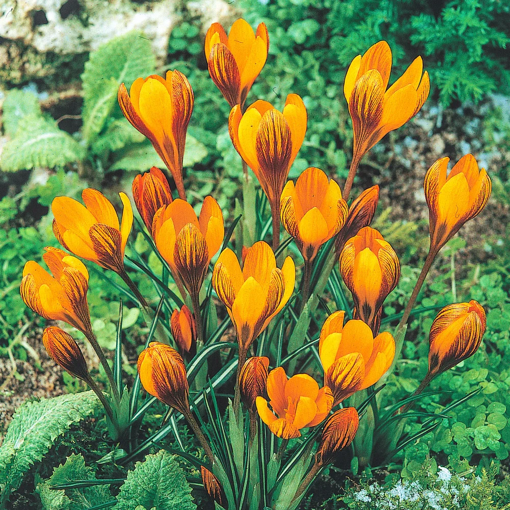Species Crocus Orange Monarch