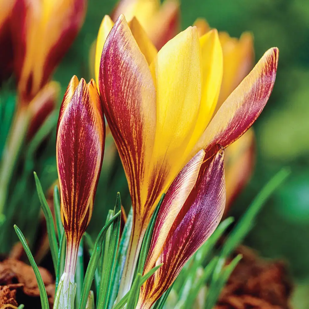Species Crocus Cloth of Gold (angustifolius)