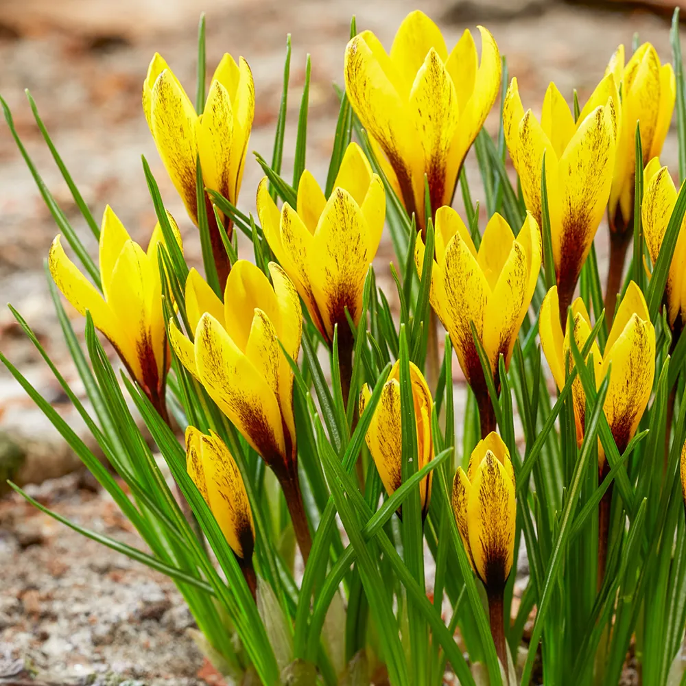 Species Crocus Korolkowii