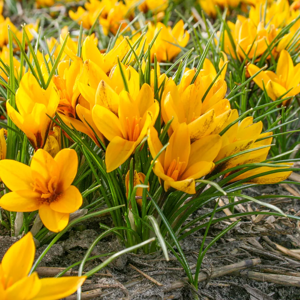 Species Crocus Korolkowii - Image 3