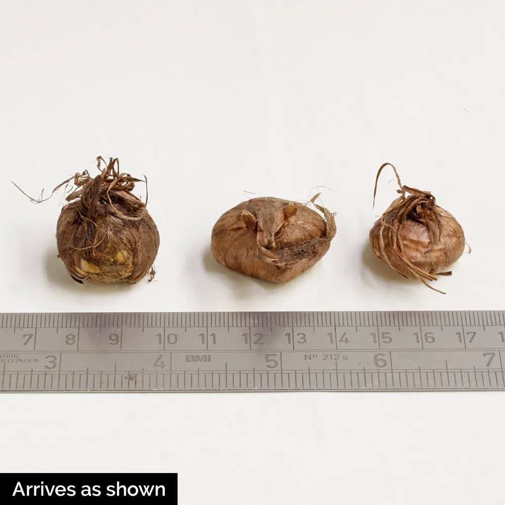 Species Crocus Korolkowii - Image 4