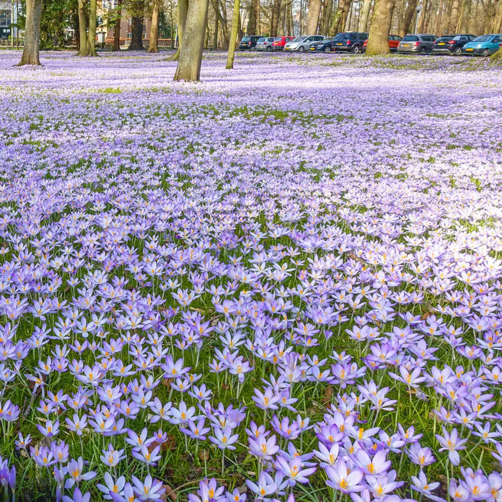Species Crocus Tommasinianus (Tommies) - Image 2