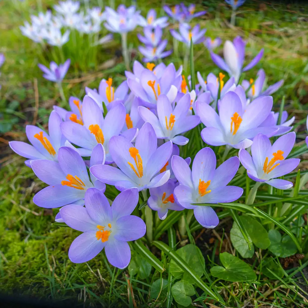 Species Crocus Tommasinianus (Tommies) - Image 3