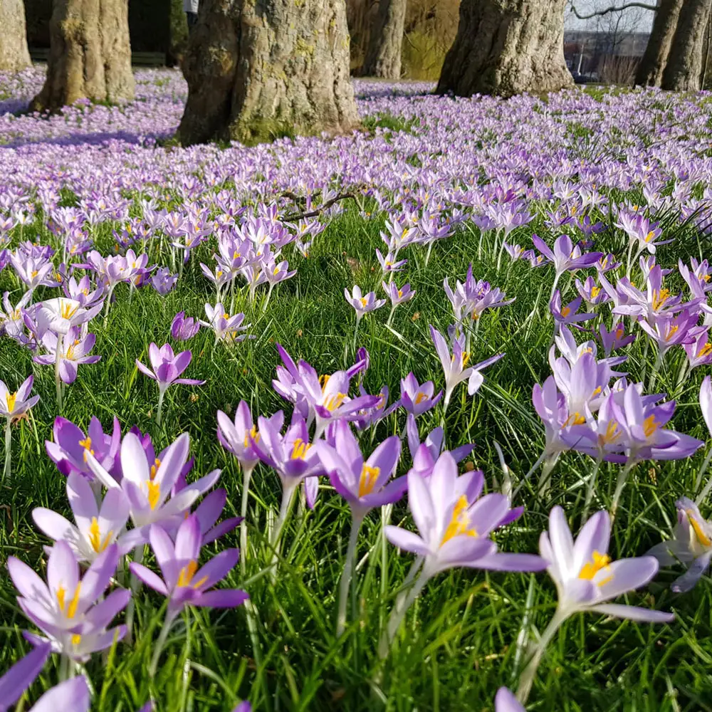 Species Crocus Tommasinianus (Tommies) - Image 4