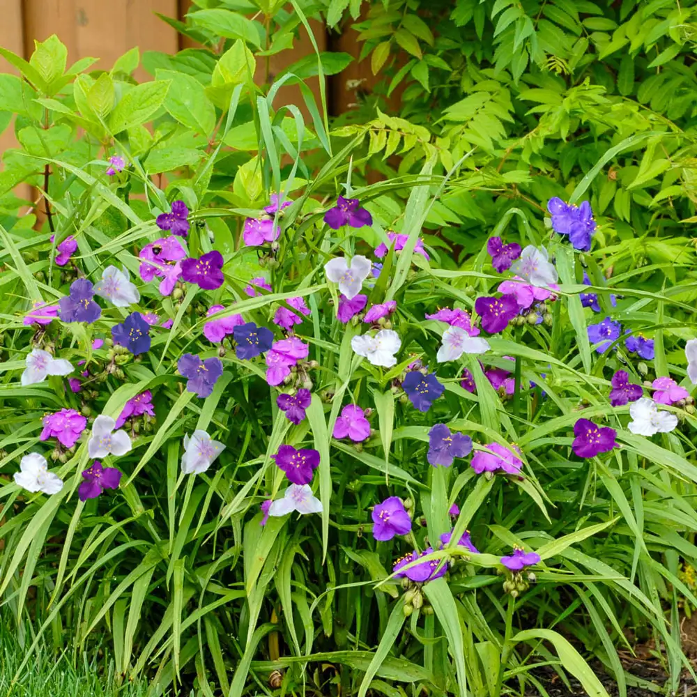 Spiderwort Mixed Colors