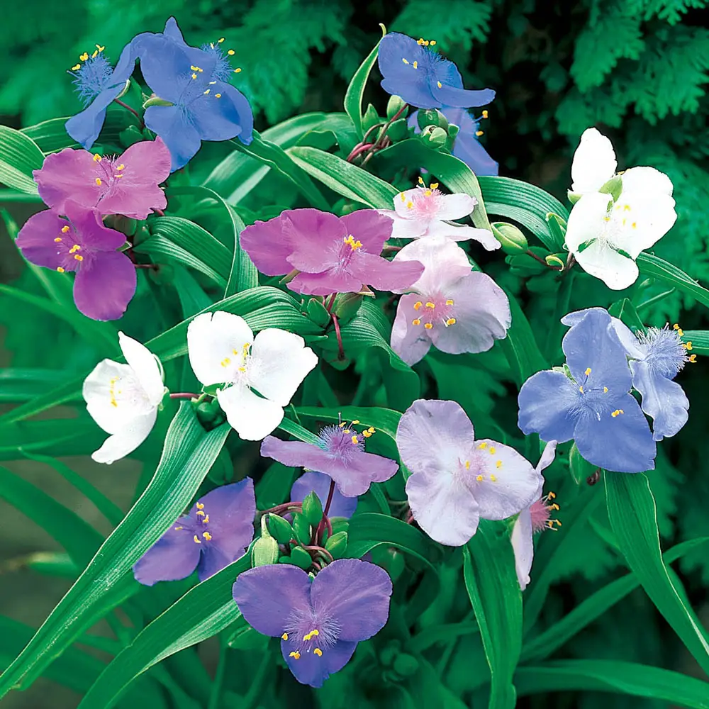 Spiderwort Mixed Colors - Image 3