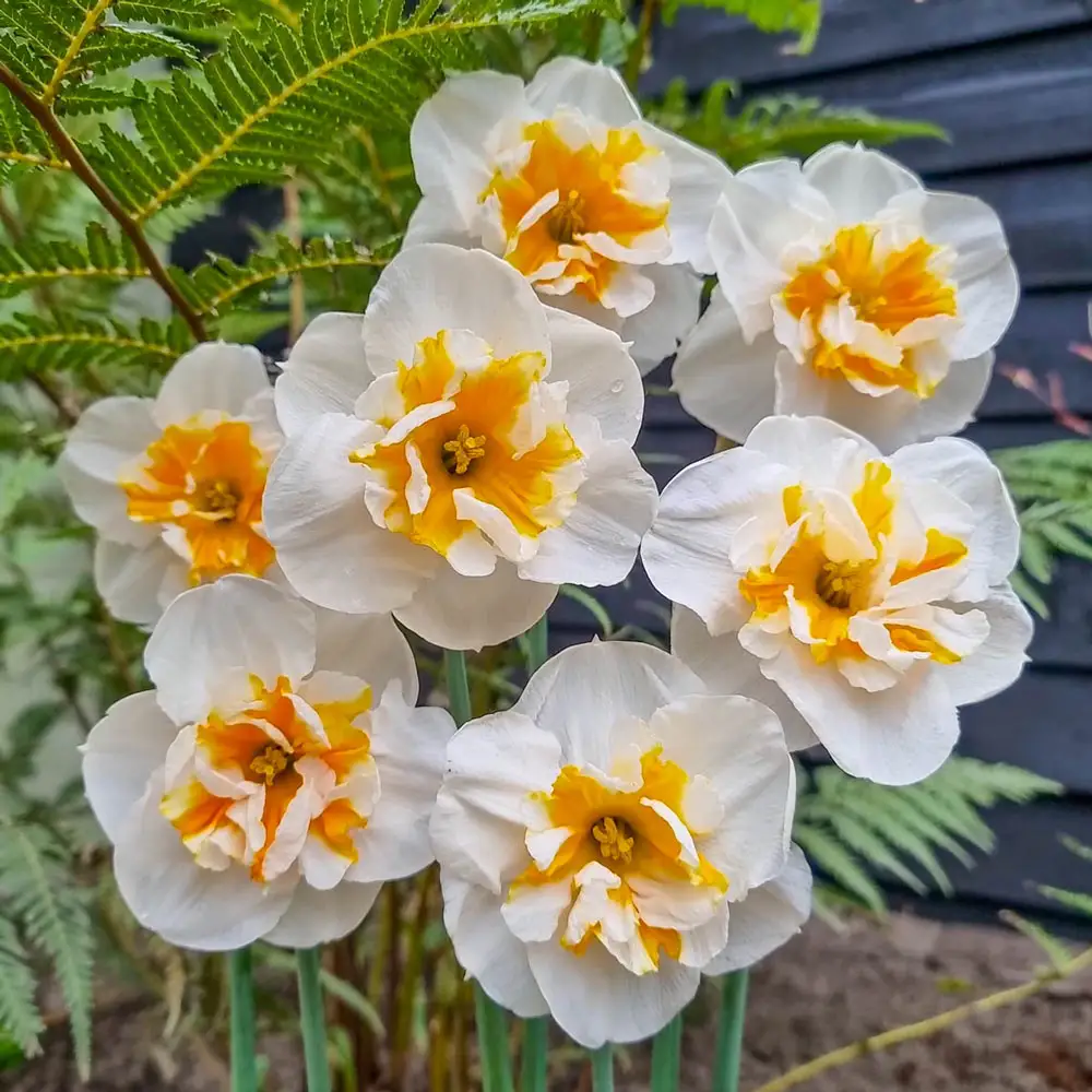Split-Corona Daffodil Dolly Mollinger