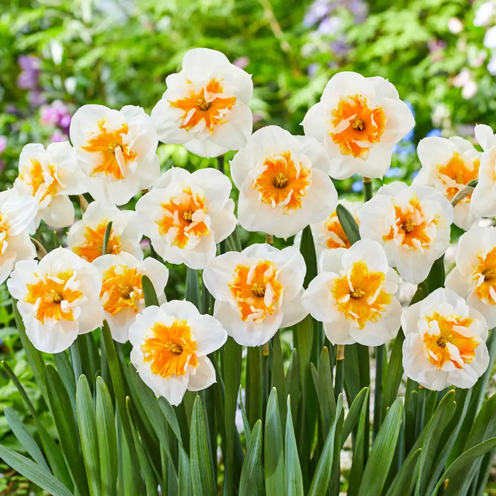 Split-Corona Daffodil Dolly Mollinger - Image 2