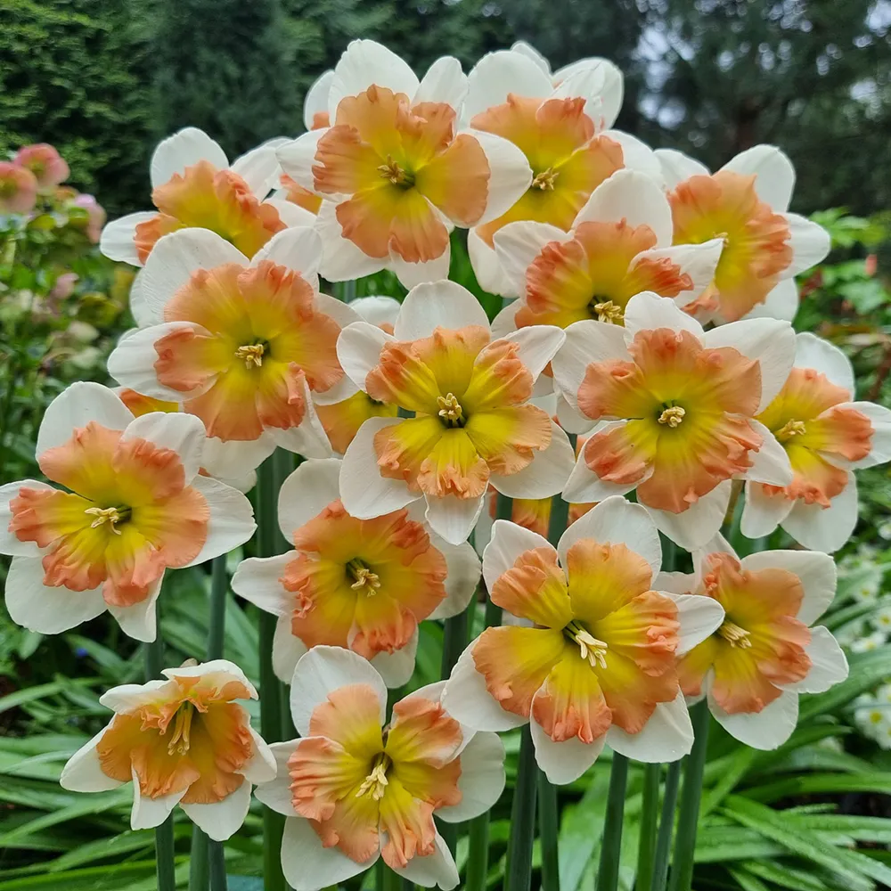 Split-Corona Daffodil Drama Queen