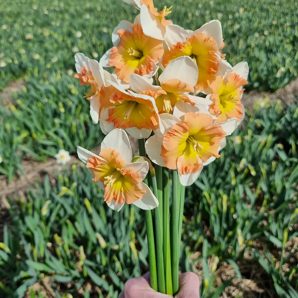 Split-Corona Daffodil Drama Queen - Image 2
