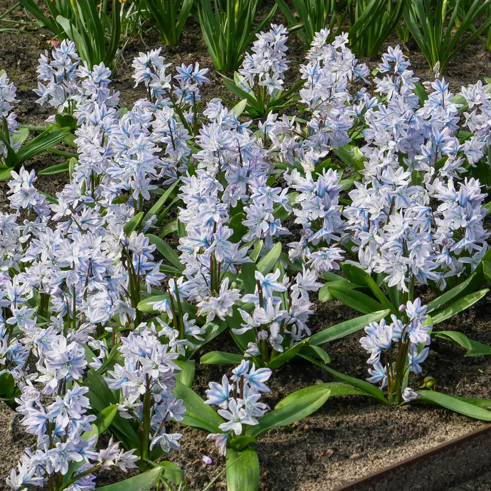 Siberian Squill (Scilla siberica) - Image 2