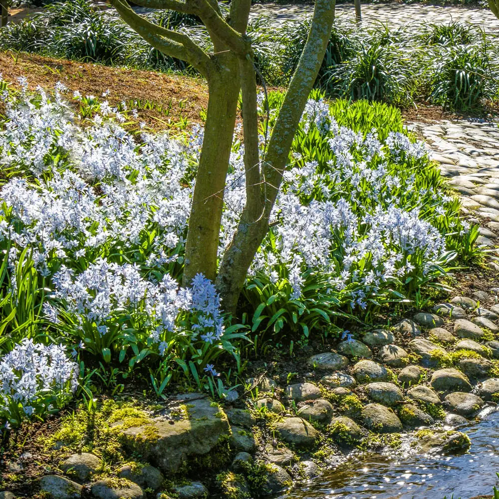 Siberian Squill (Scilla siberica) - Image 3