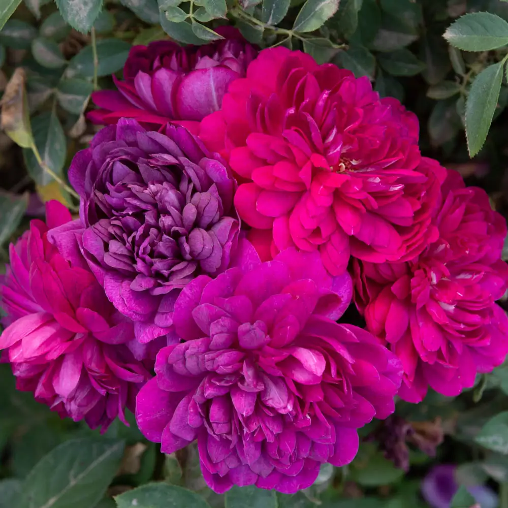 Sultry Night ™ Shrub Rose