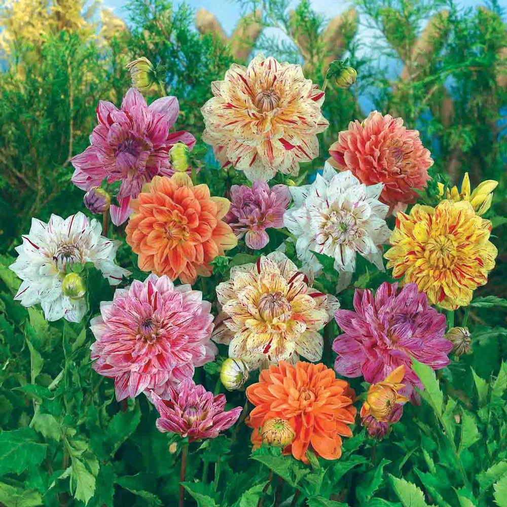 Summer Fireworks Dahlia Mix