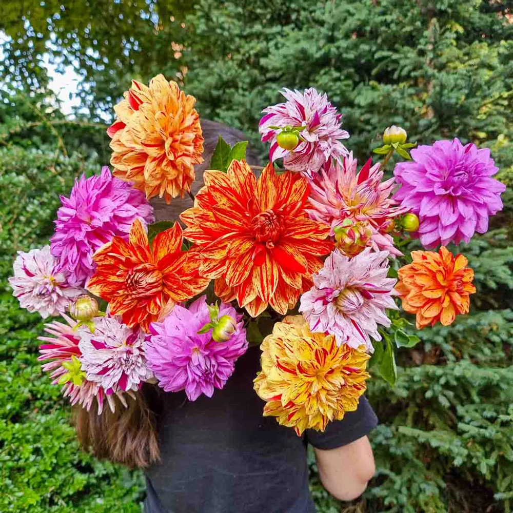 Summer Fireworks Dahlia Mix - Image 4