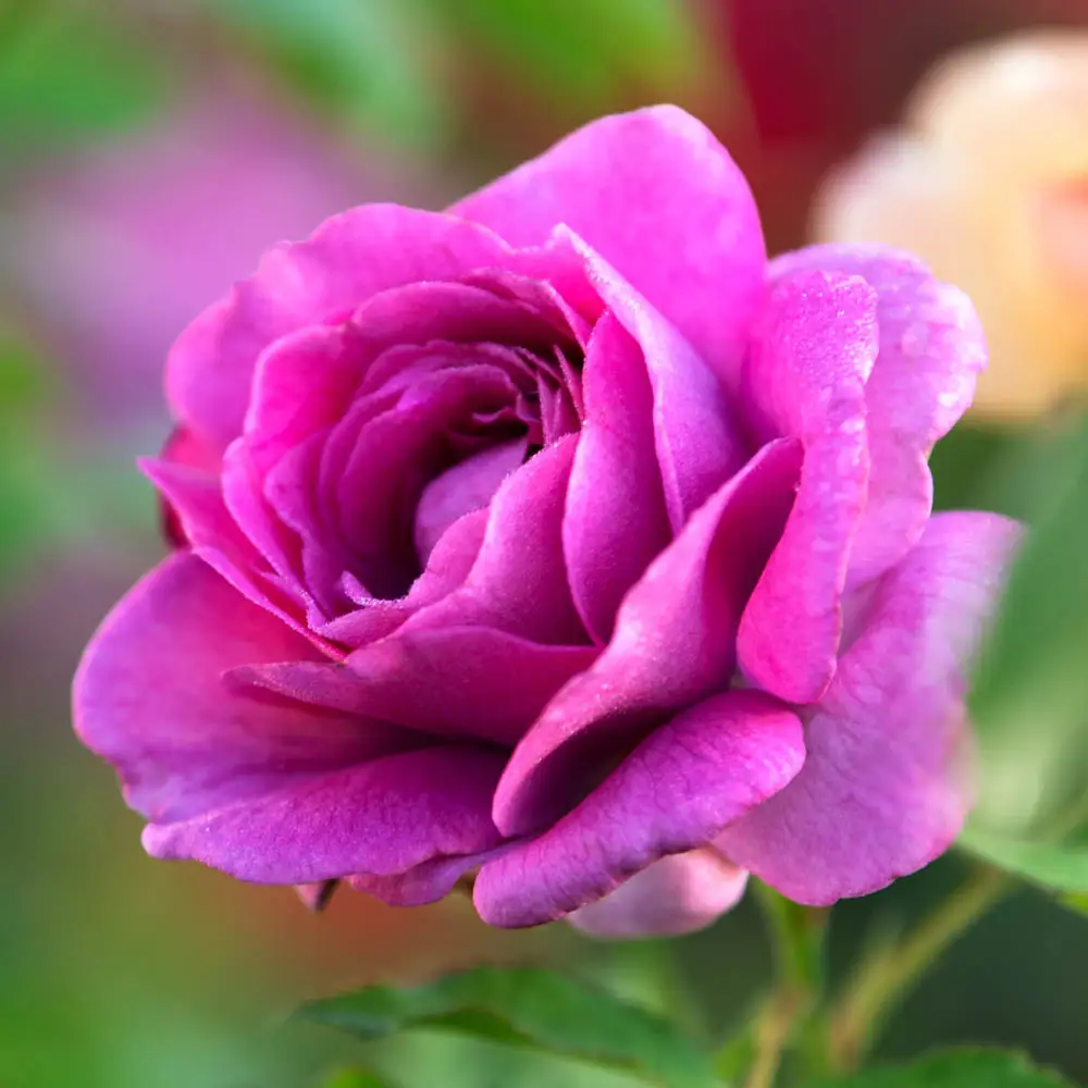Sweet Madame Blue™ Floribunda Rose - Image 3