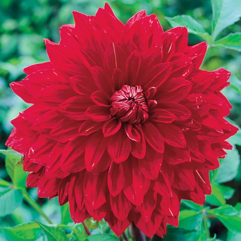Giant Dinnerplate Dahlia The Big Wow - Image 3