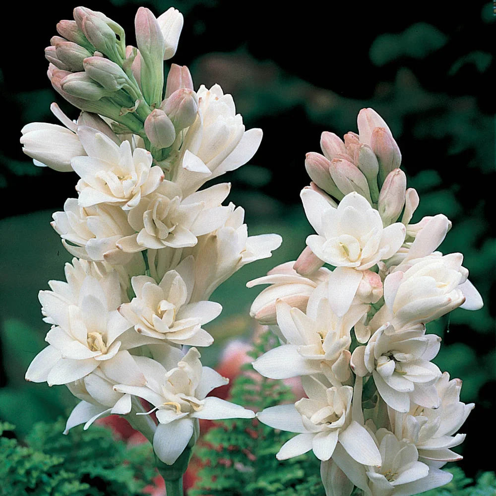Double Tuberose The Pearl