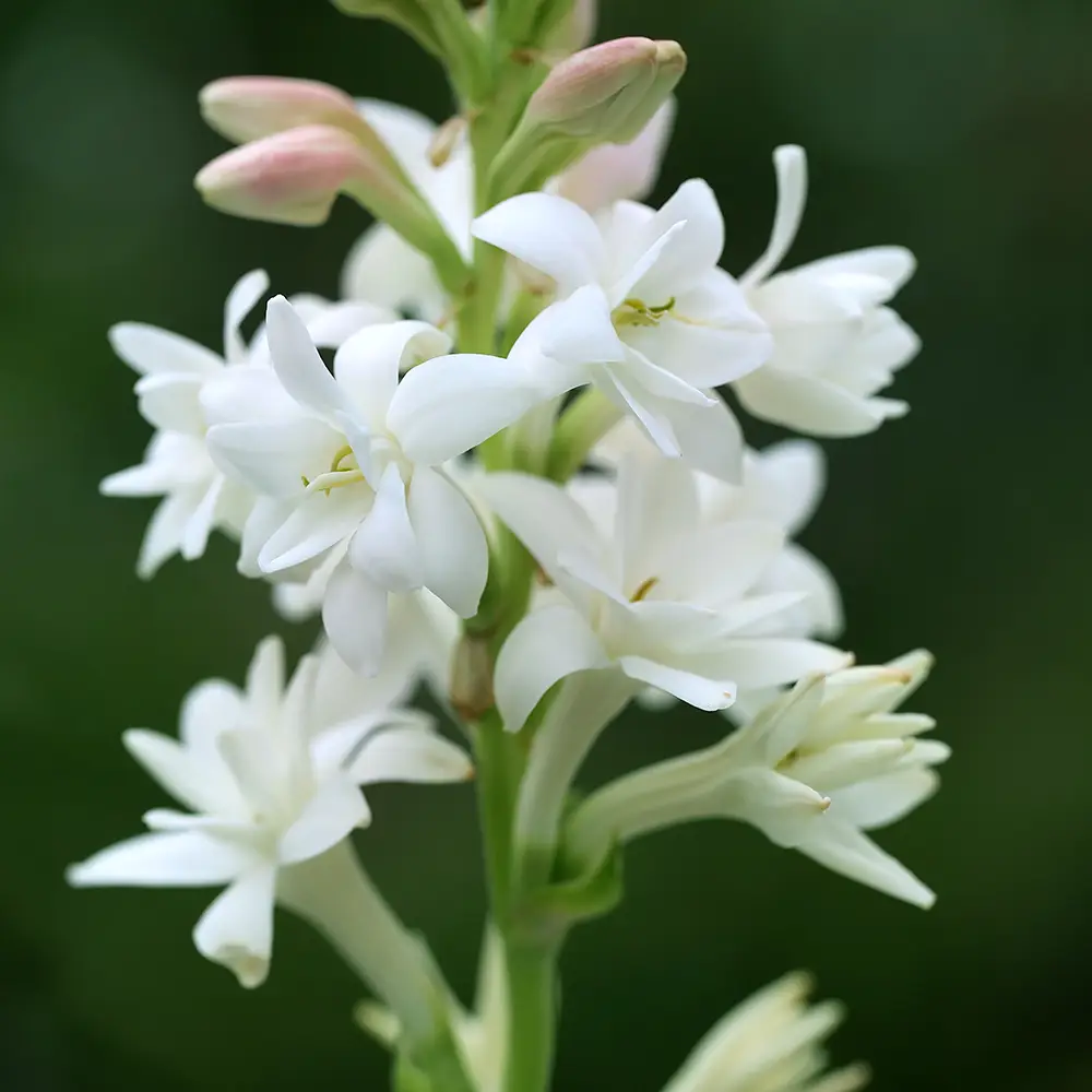 Double Tuberose The Pearl - Image 2