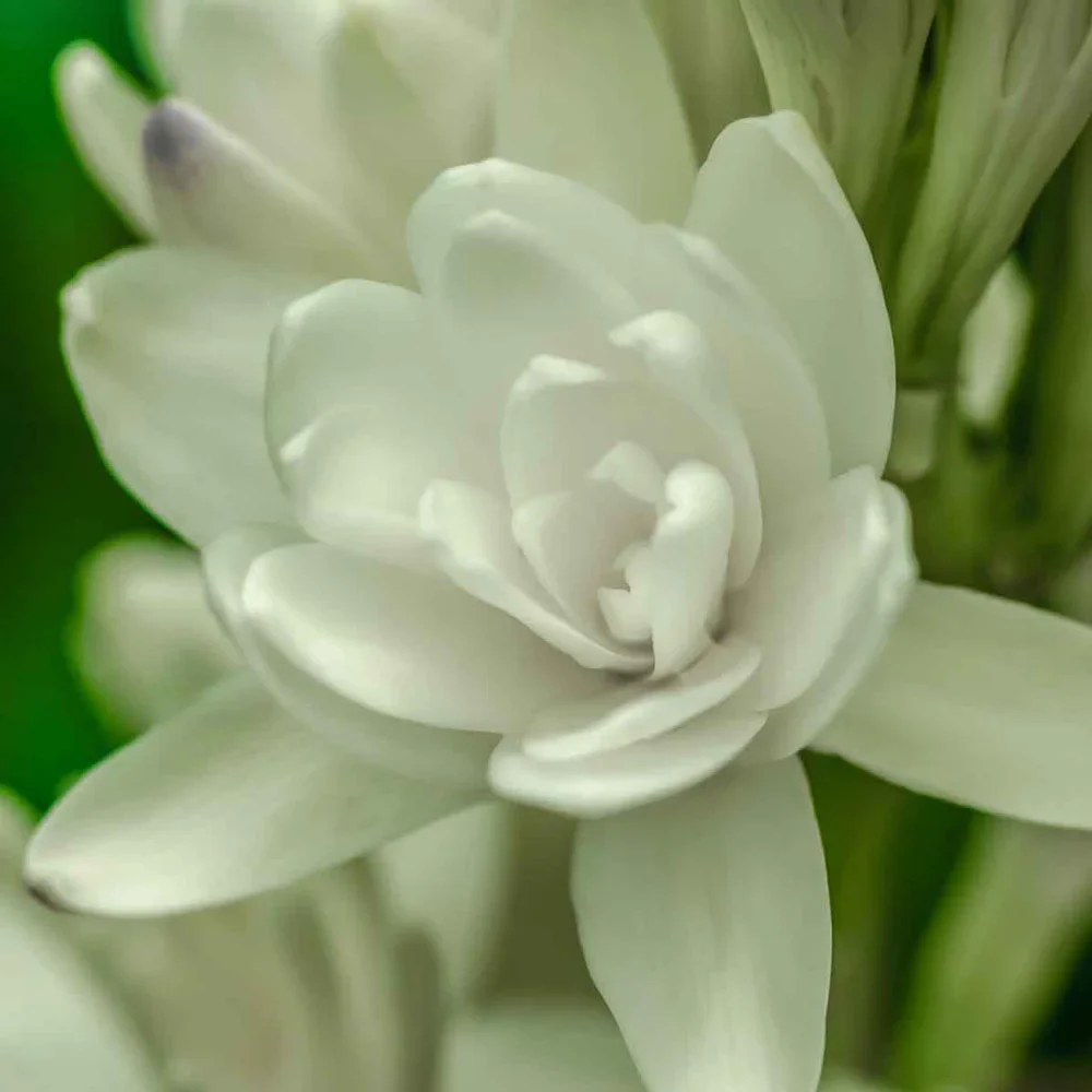 Double Tuberose The Pearl - Image 3