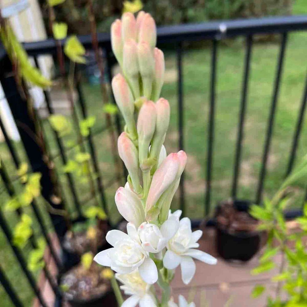 Double Tuberose The Pearl - Image 4