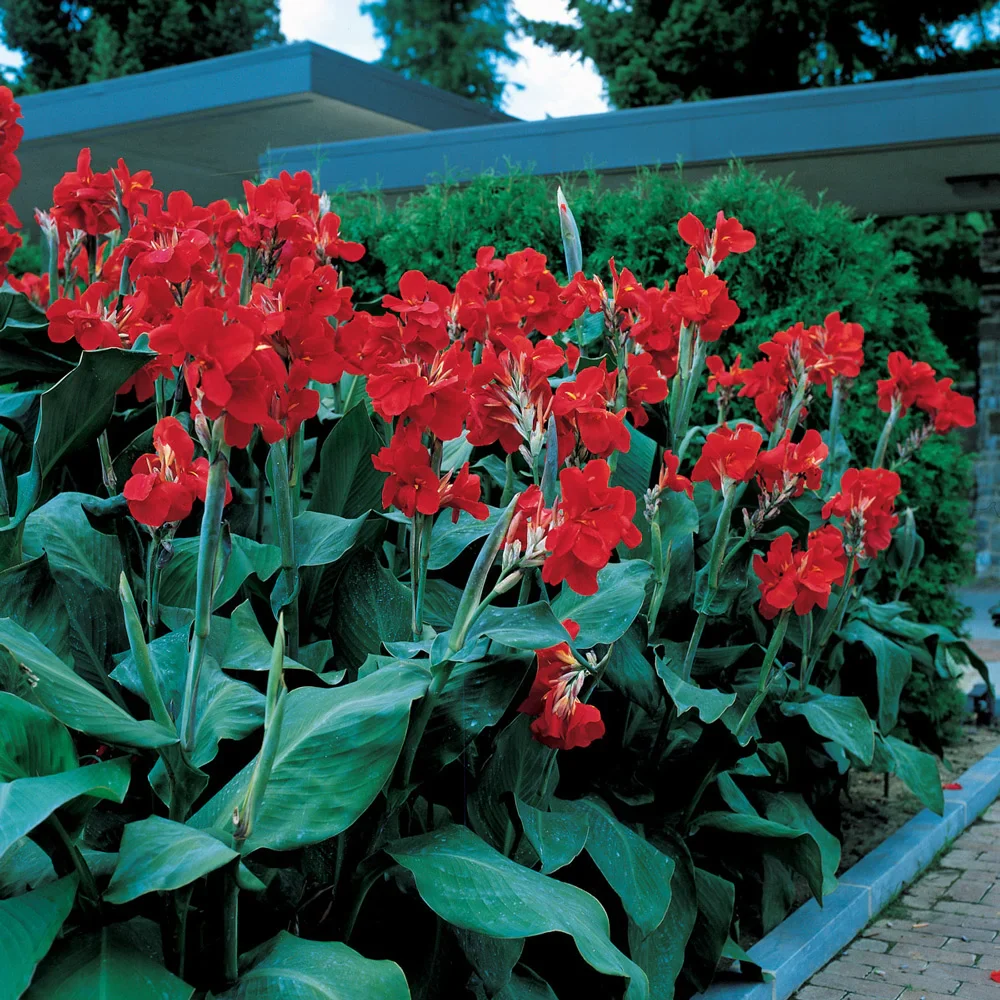 Dwarf Canna The President