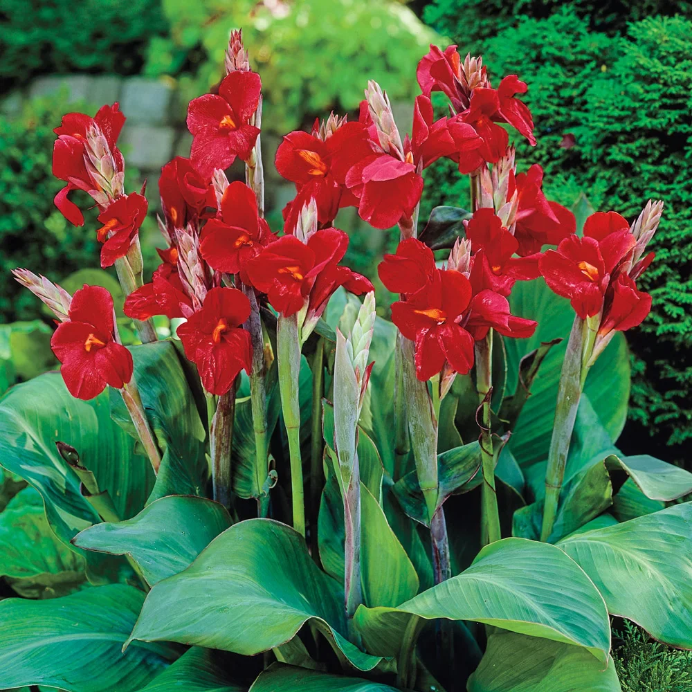 Dwarf Canna The President - Image 3