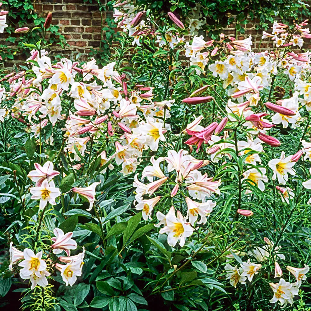 The Regal Lily