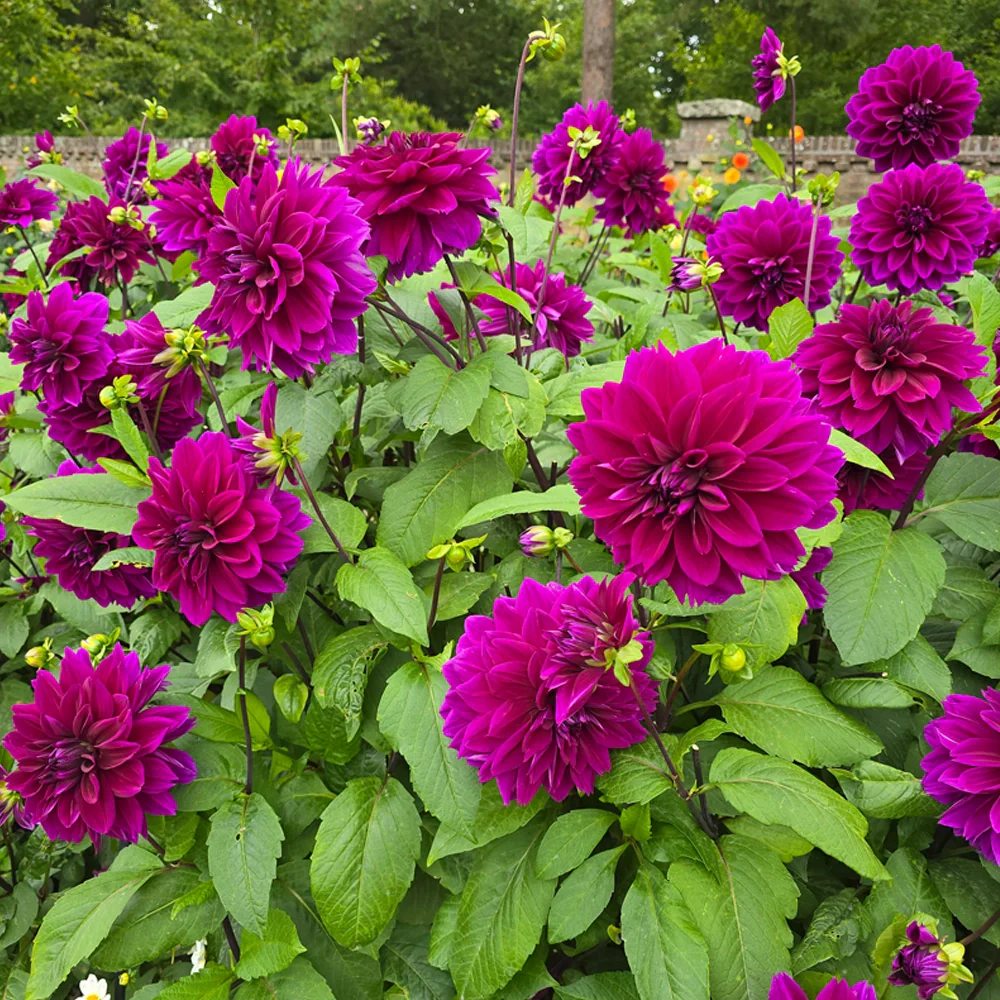 Colorful Decorative Dahlia Thomas Edison - Image 4