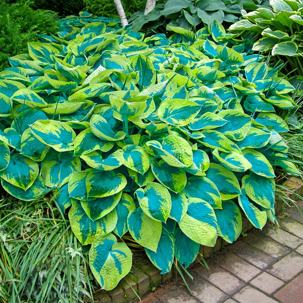 Hosta tokudama Flavocircinalis - Image 2