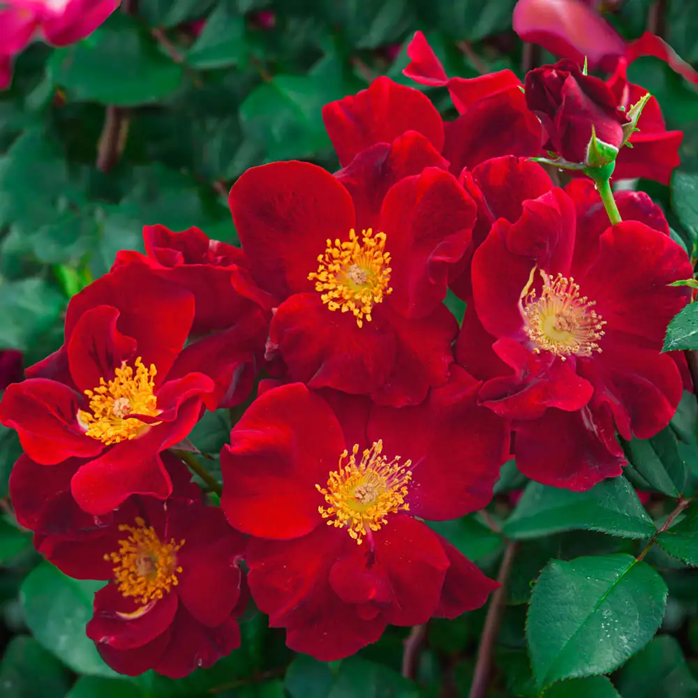 Top Gun ™ Shrub Rose