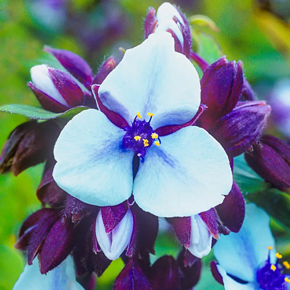 Spiderwort Merlot Clusters