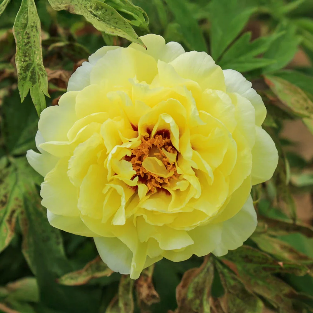 Tree Peony High Noon (Huang Guan) - Image 2