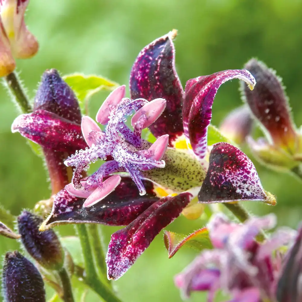 Tricyrtis Raspberry Mousse