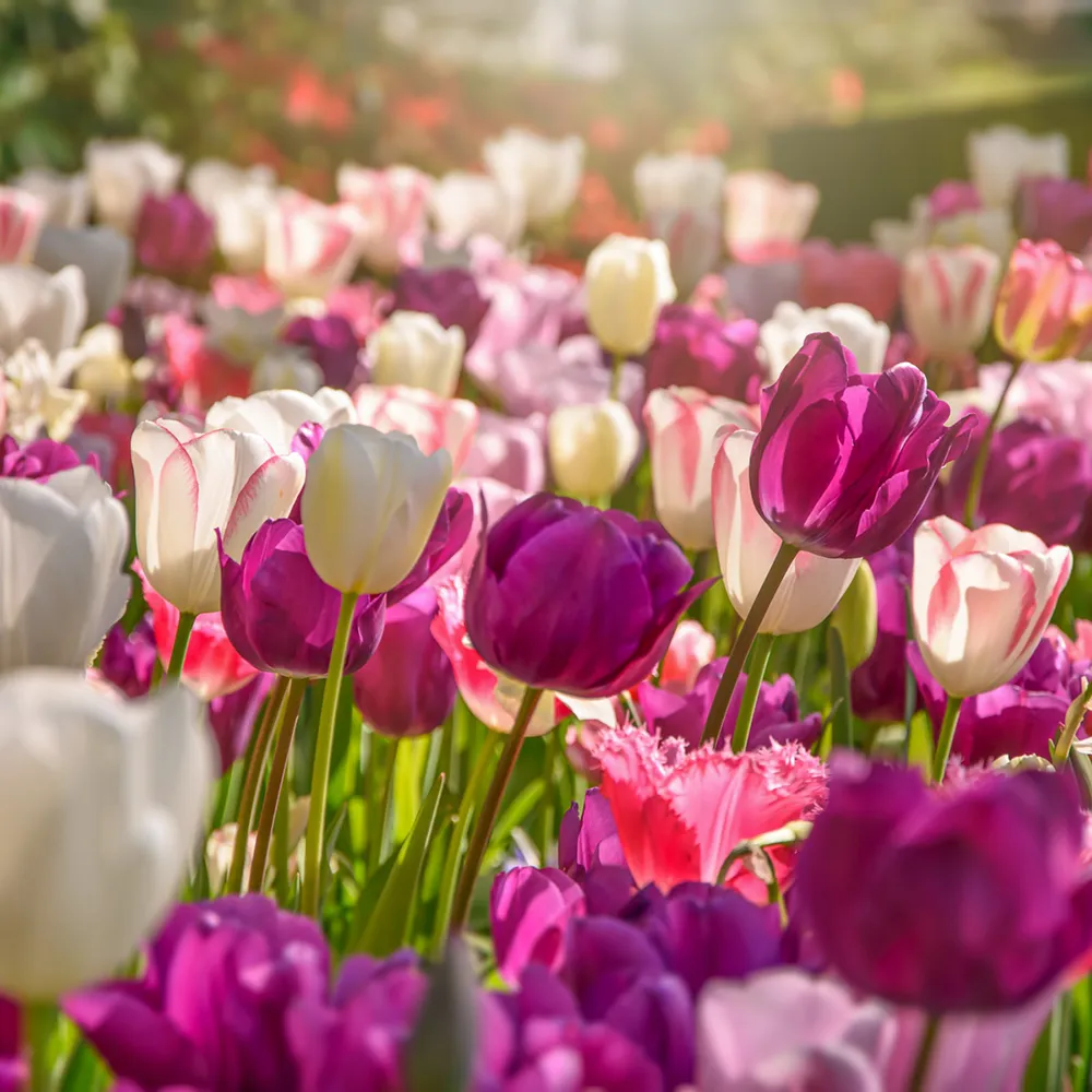 Triple Goddess Tulip Trio - Image 2