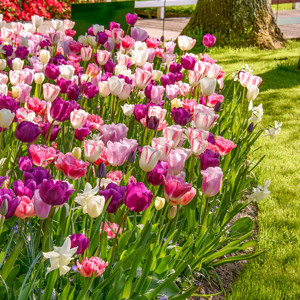 Triple Goddess Tulip Trio - Image 3