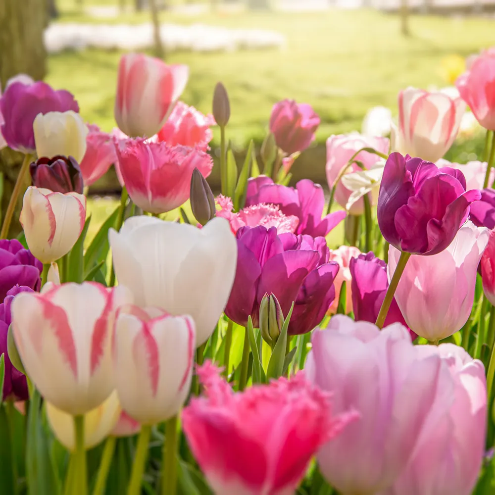 Triple Goddess Tulip Trio - Image 4