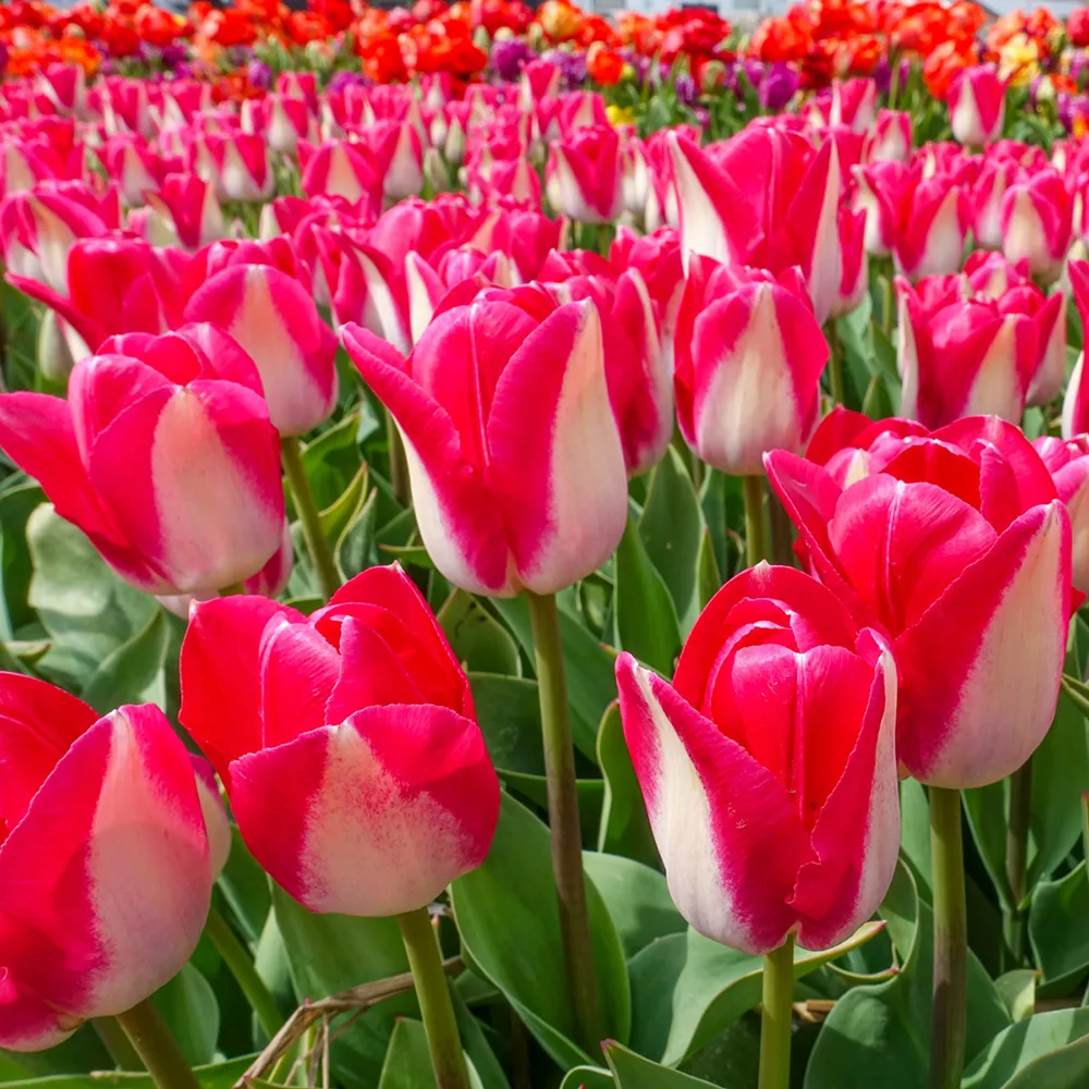 Triumph Tulip Alectric - Image 2