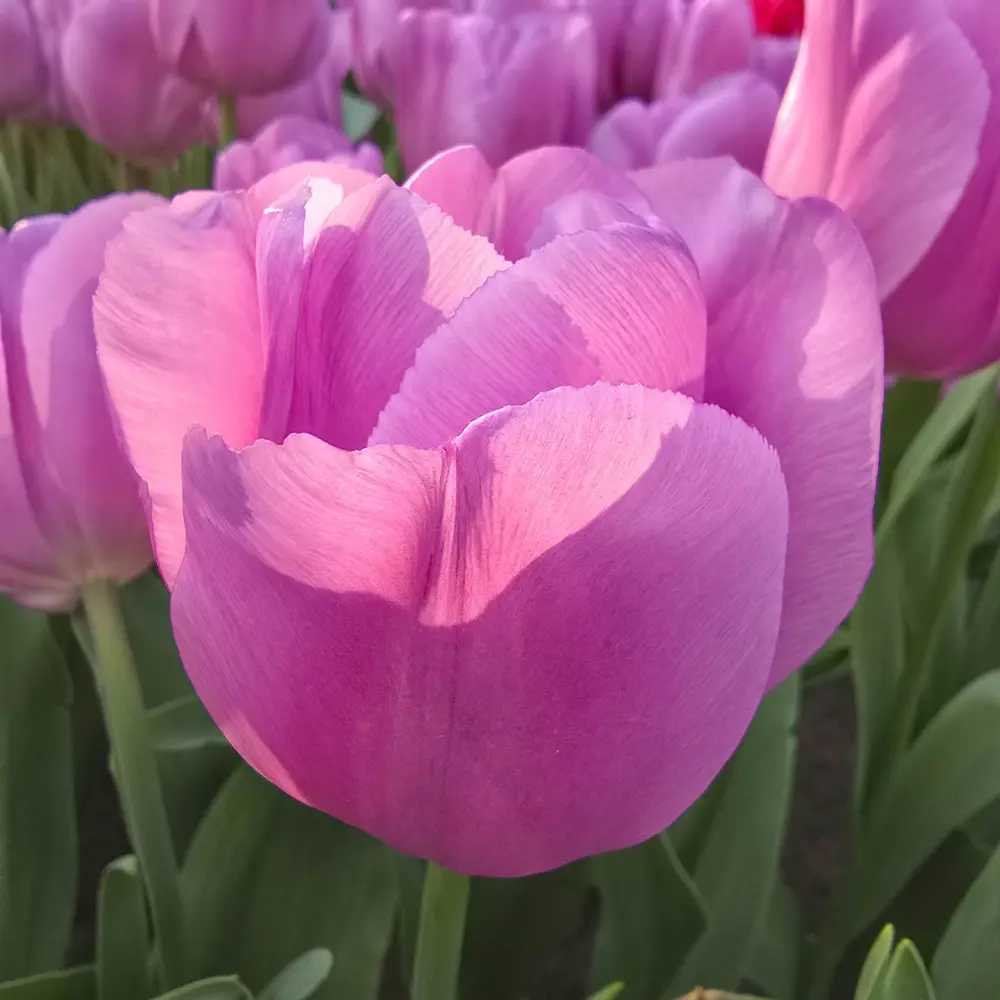 Triumph Tulip Alibi - Image 2