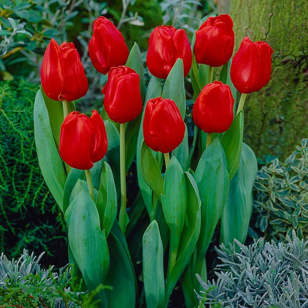 Triumph Tulip Escape