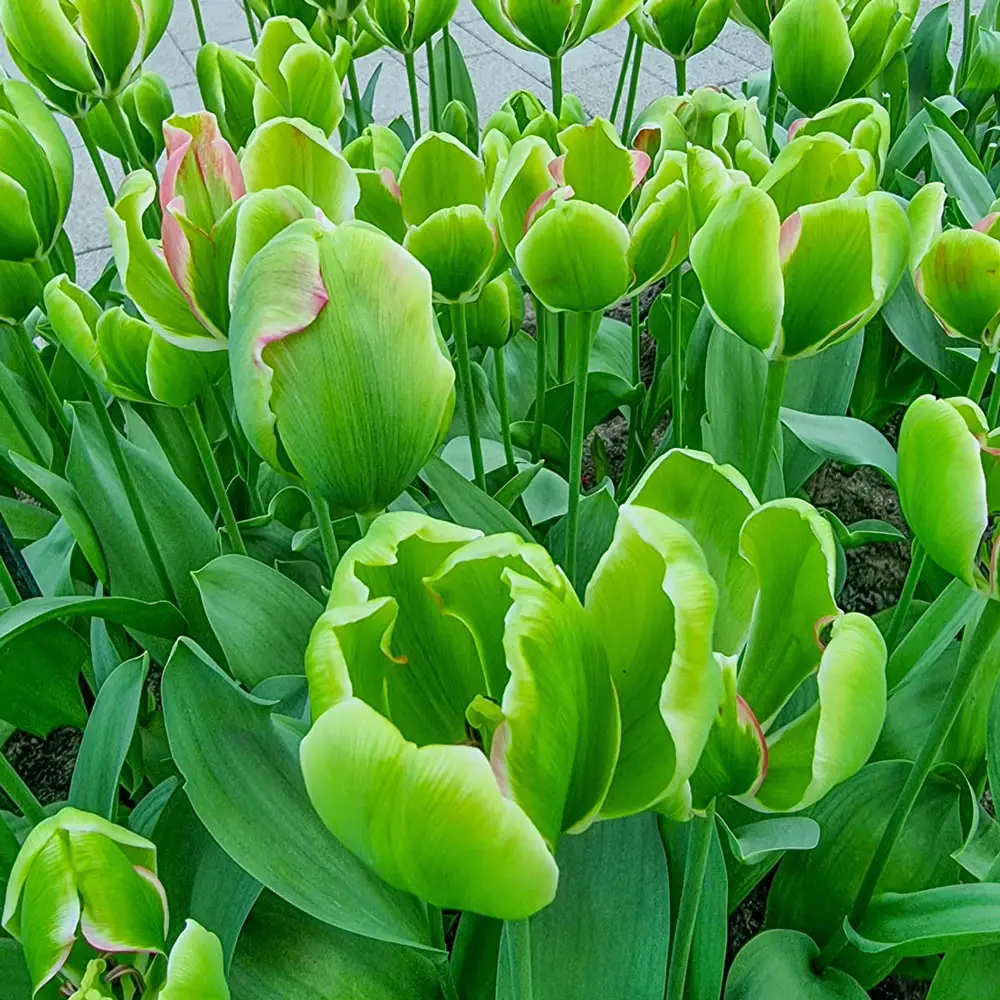 Triumph Tulip Green Power - Image 2