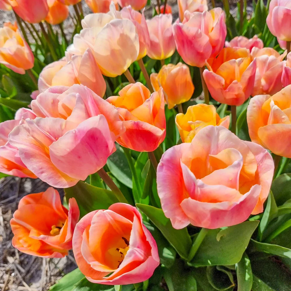 Triumph Tulip Jeu d'Amour - Image 2