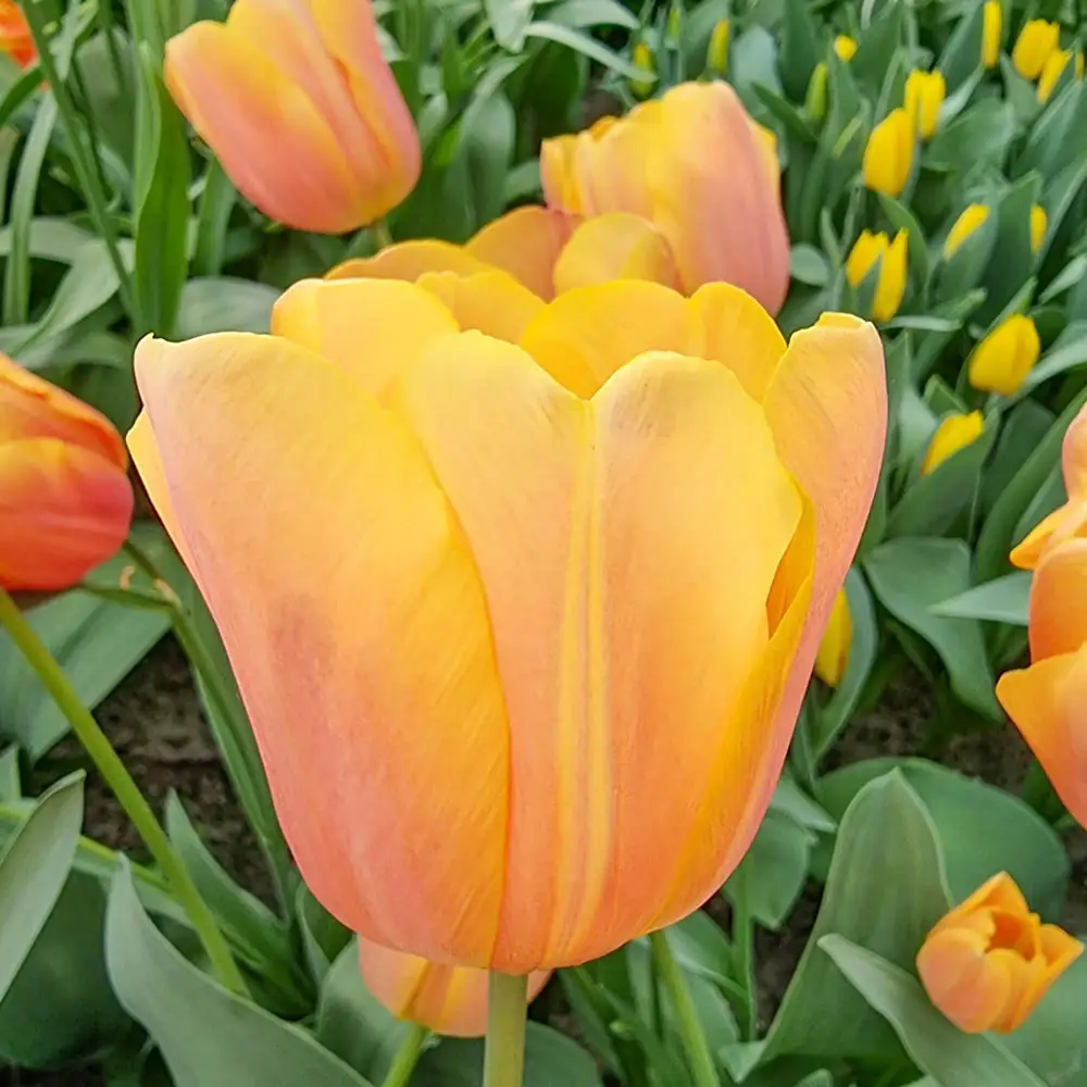 Triumph Tulip Jimmy