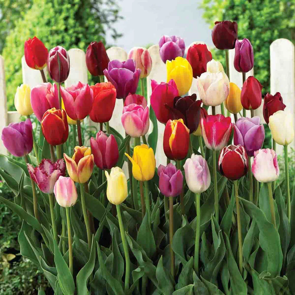 Triumph Tulip Mix - Image 2