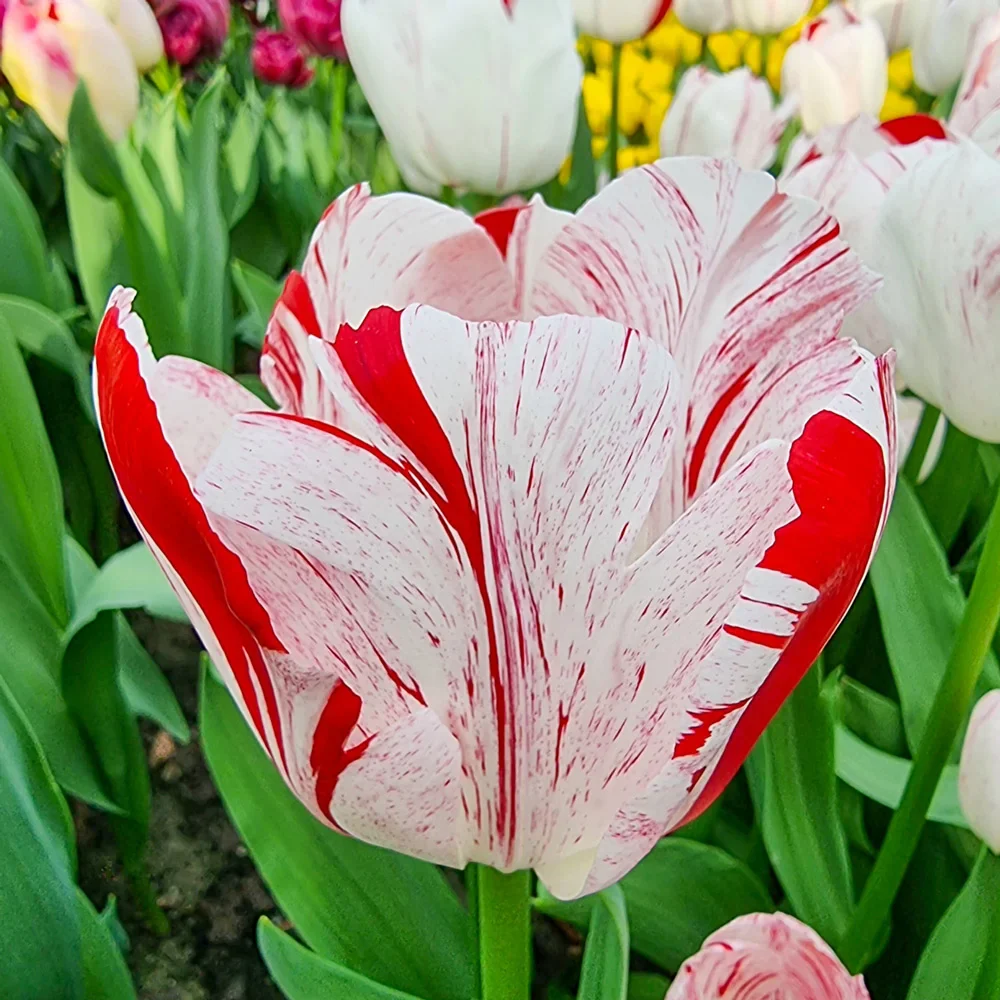 Triumph Tulip One Direction - Image 2