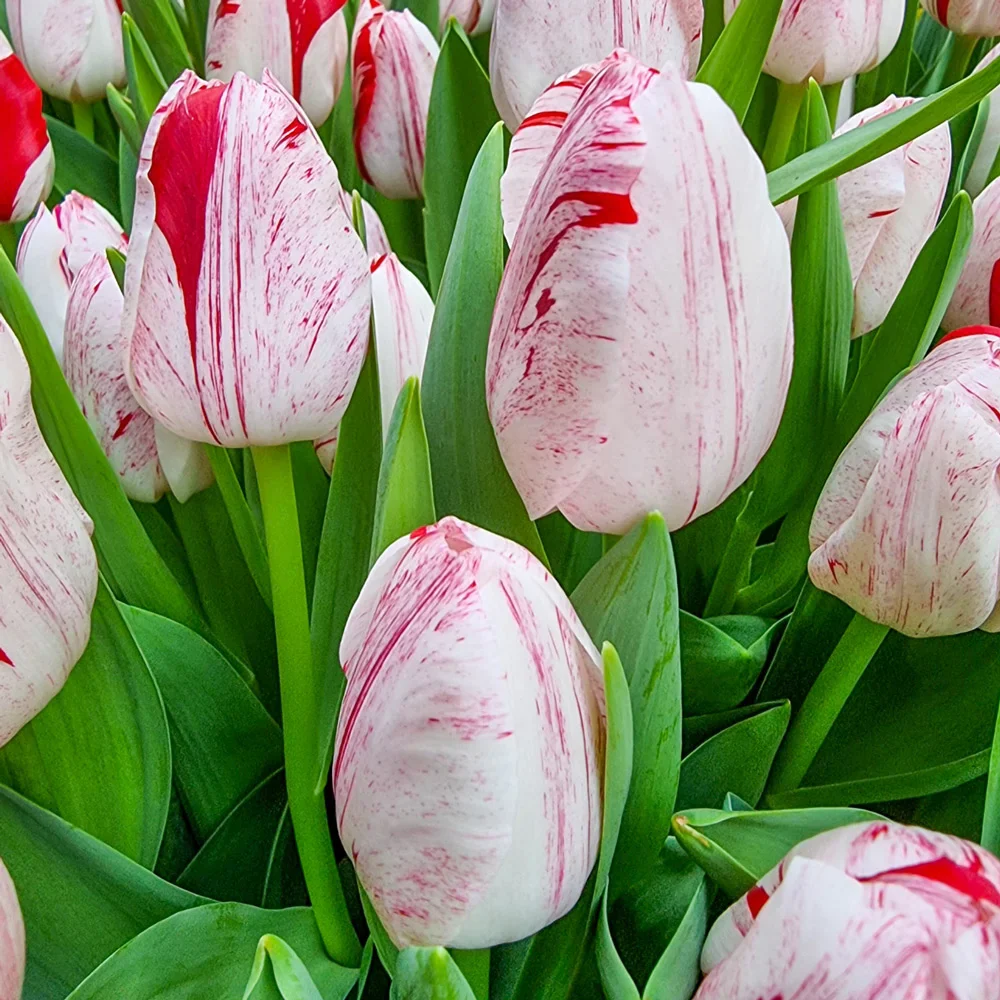 Triumph Tulip One Direction - Image 3