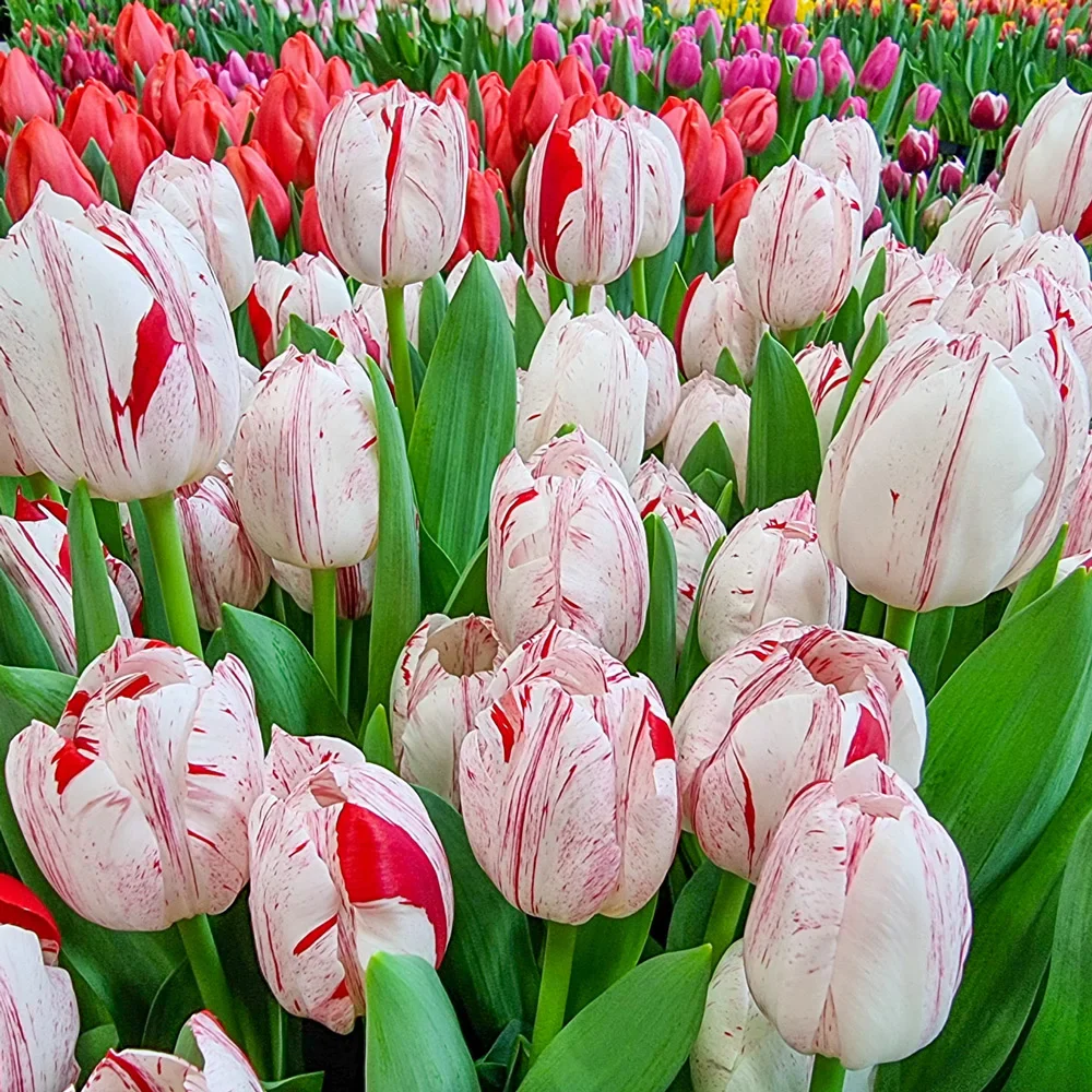 Triumph Tulip One Direction - Image 5