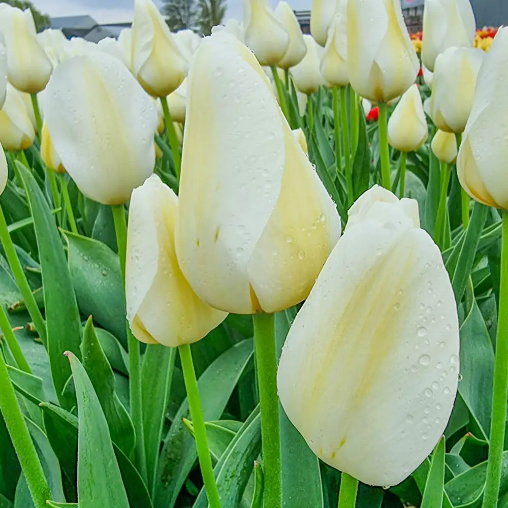 Triumph Tulip Pays Bas